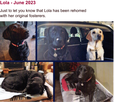 Lola - June 2023 Just to let you know that Lola has been rehomed with her original fosterers.